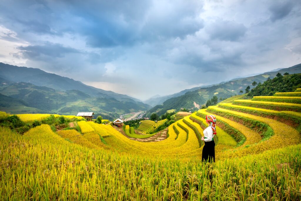 Golden rice terraces in Sapa, Vietnam in September