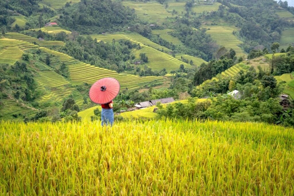 Rice terraces between Lao Chai and Ta Van near Sapa