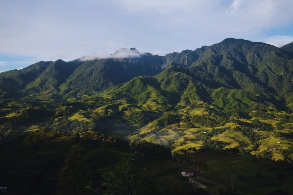 Green rice terraces in Sapa during the growing season