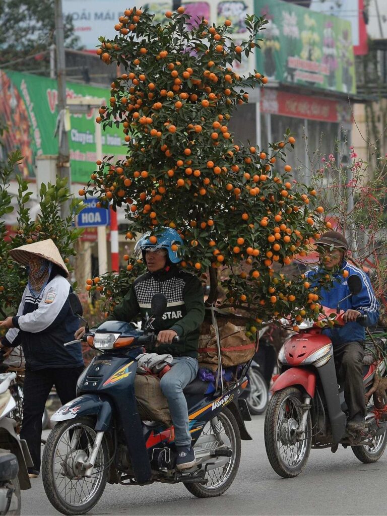 Tet Holiday in Vietnam: Traditions, Food, Customs, and How Vietnamese Celebrate Lunar New Year 6 Vietnamese family transporting a kumquat tree home before Tet