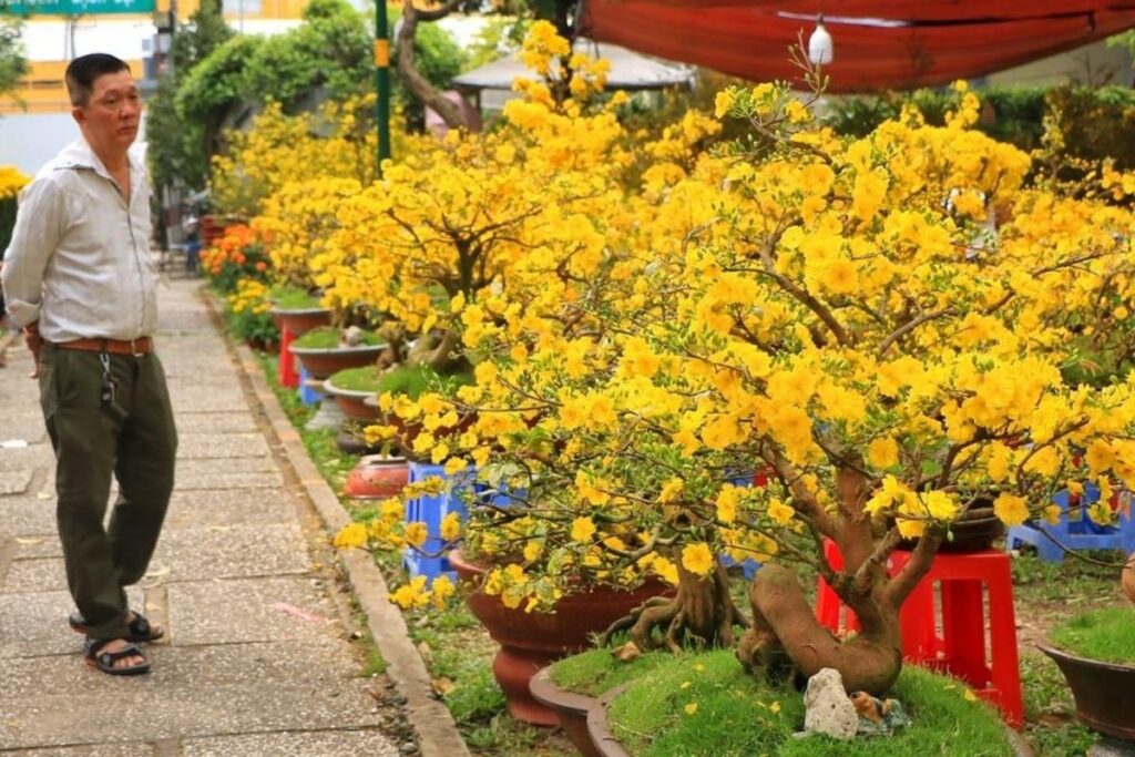 Tet Holiday in Vietnam: Traditions, Food, Customs, and How Vietnamese Celebrate Lunar New Year 5 Yellow apricot blossoms decorating homes in southern Vietnam during Tet