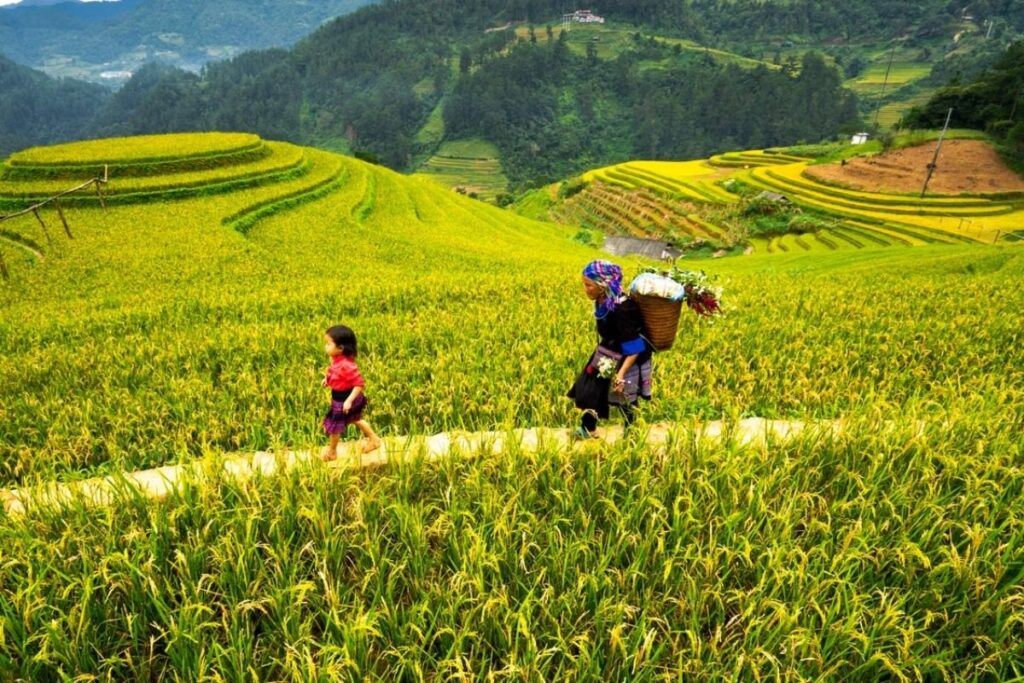Terraced rice fields created by ethnic communities in northern Vietnam