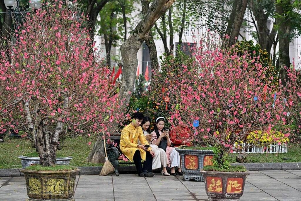 Tet Holiday in Vietnam: Traditions, Food, Customs, and How Vietnamese Celebrate Lunar New Year 4 Traditional peach blossoms decorating homes in Hanoi during Tet