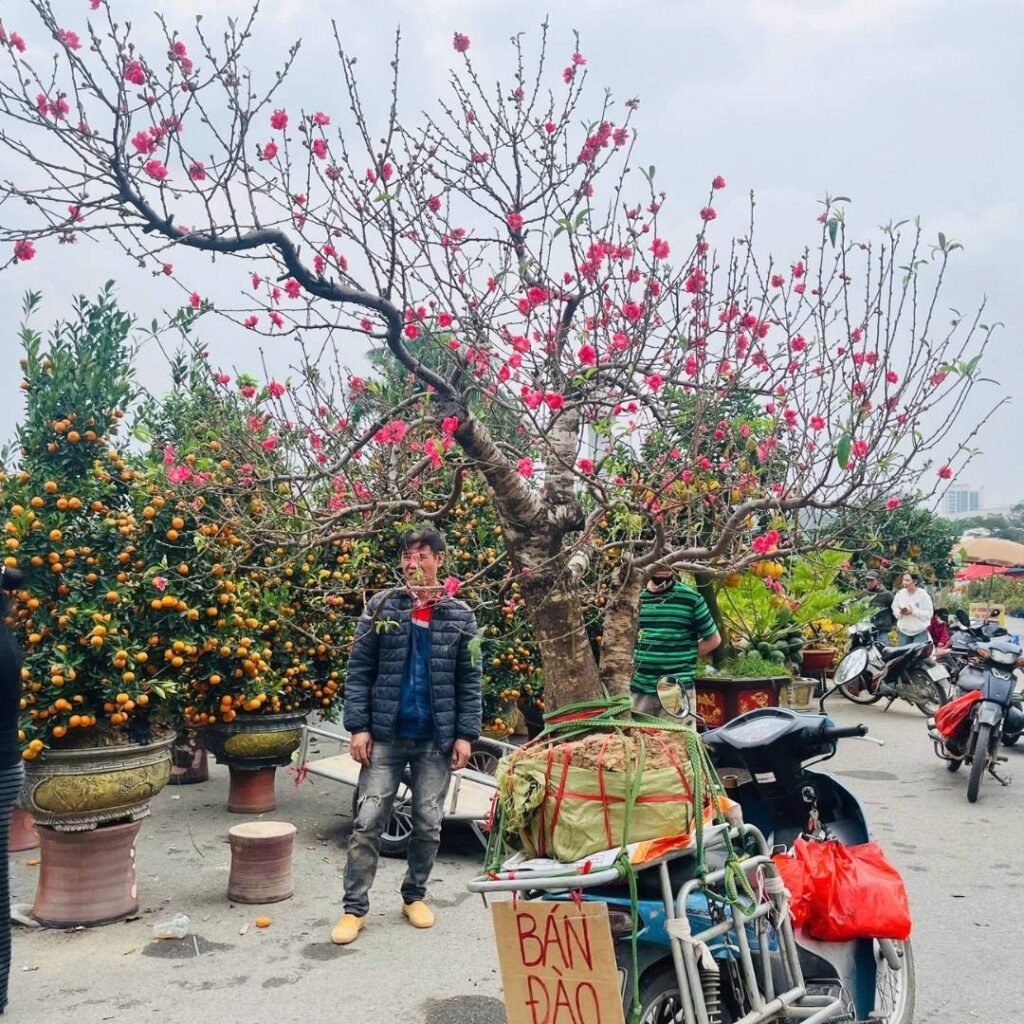 Visitors shopping for peach blossoms and kumquat trees at a Hanoi Tet flower market