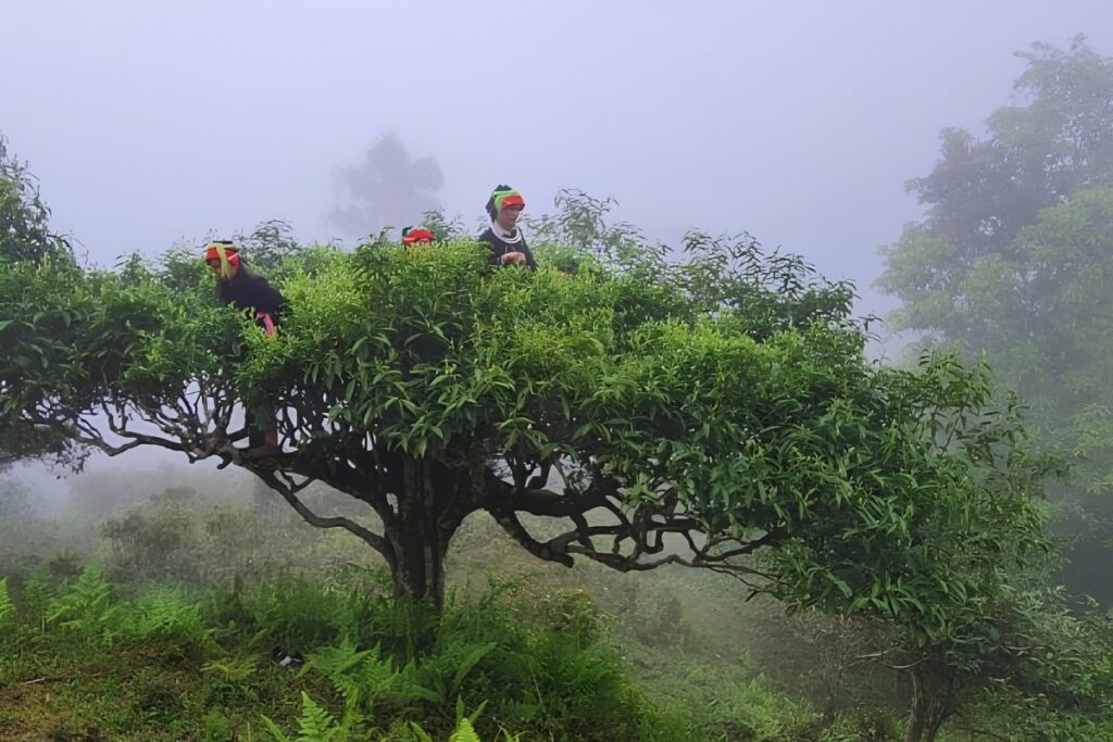 Vietnamese Tea Culture: I Thought Vietnam Was the Land of Coffee—Until an Old Man Handed Me a Tiny Cup of Tea 8 Ancient Shan Tuyết tea forest in Ha Giang.