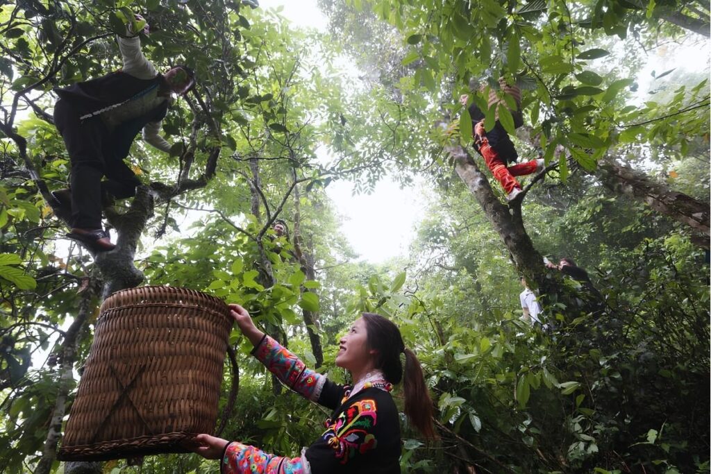 Vietnamese Tea Culture: I Thought Vietnam Was the Land of Coffee—Until an Old Man Handed Me a Tiny Cup of Tea 10 Dao harvesters picking tea from ancient trees.