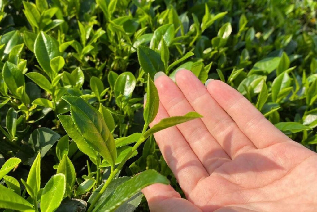 Vietnamese Tea Culture: I Thought Vietnam Was the Land of Coffee—Until an Old Man Handed Me a Tiny Cup of Tea 5 Hand-picking one bud and two leaves in Thai Nguyen.