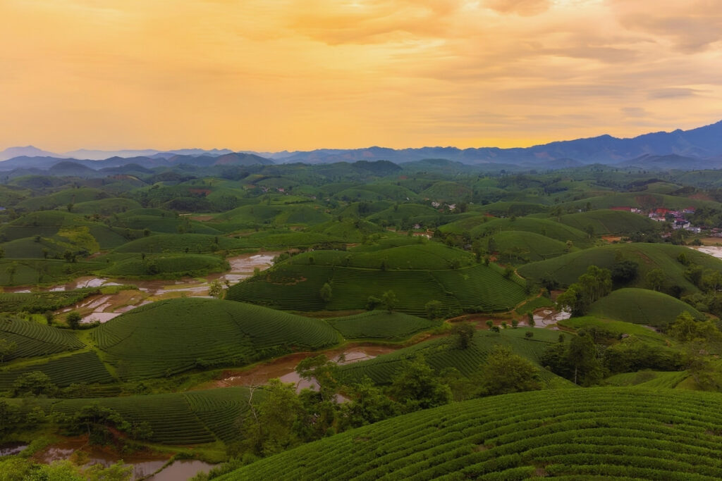 Vietnamese Tea Culture: I Thought Vietnam Was the Land of Coffee—Until an Old Man Handed Me a Tiny Cup of Tea 4 Sunrise over Thai Nguyen tea plantations.