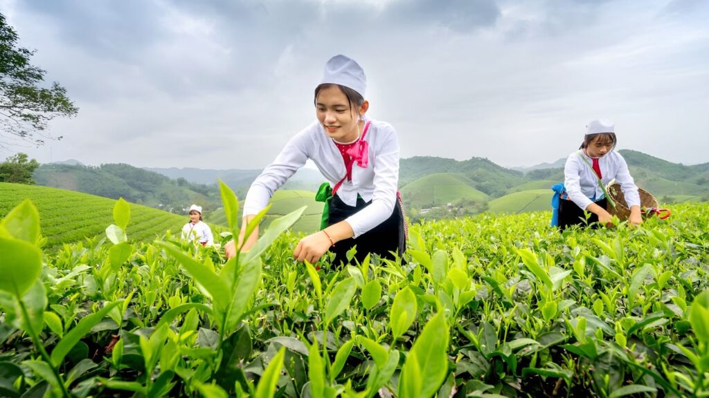 Vietnamese Tea Culture: I Thought Vietnam Was the Land of Coffee—Until an Old Man Handed Me a Tiny Cup of Tea 1 Vietnamese tea culture begins in the misty tea hills of Thai Nguyen, Vietnam.