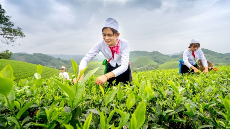 Vietnamese tea culture begins in the misty tea hills of Thai Nguyen, Vietnam.