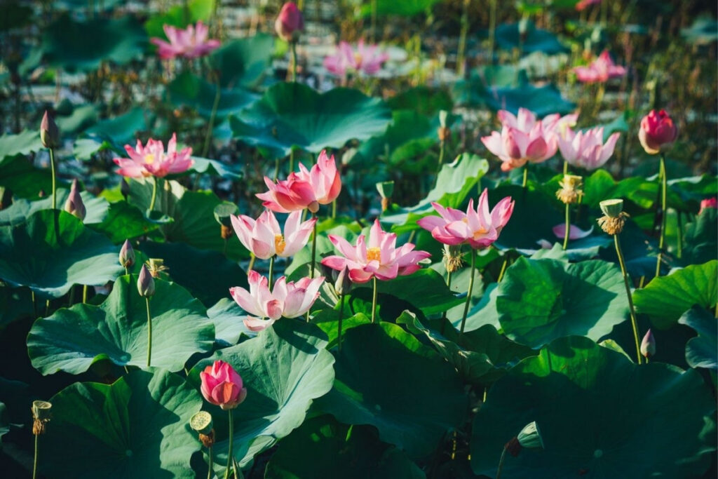 Vietnamese Tea Culture: I Thought Vietnam Was the Land of Coffee—Until an Old Man Handed Me a Tiny Cup of Tea 12 West Lake lotus ponds at sunrise.