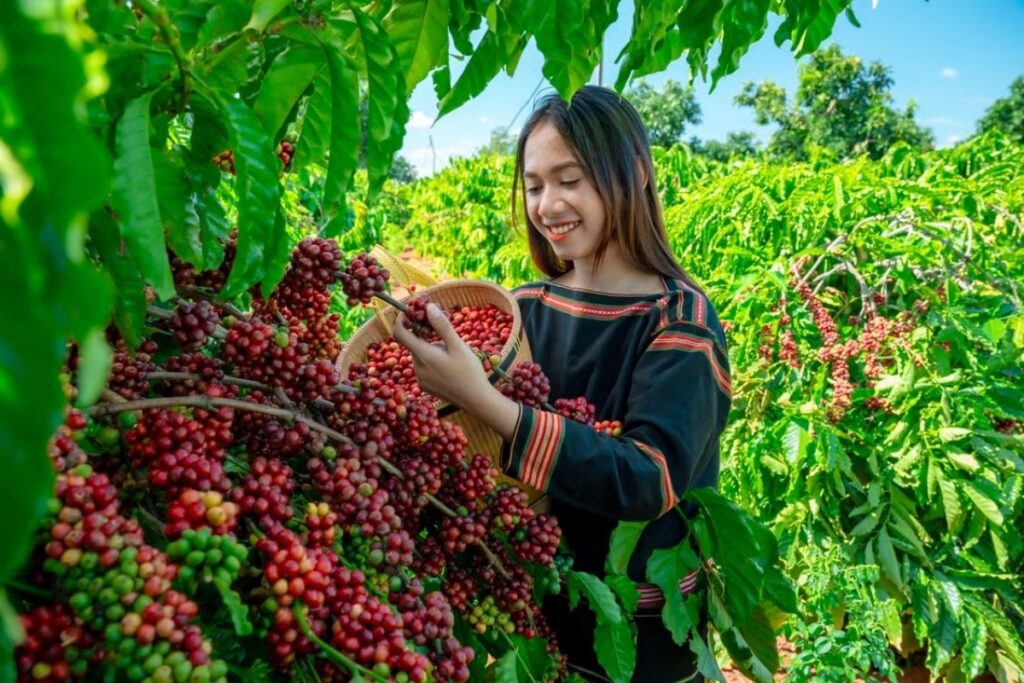 Coffee plantation in Vietnam's Central Highlands