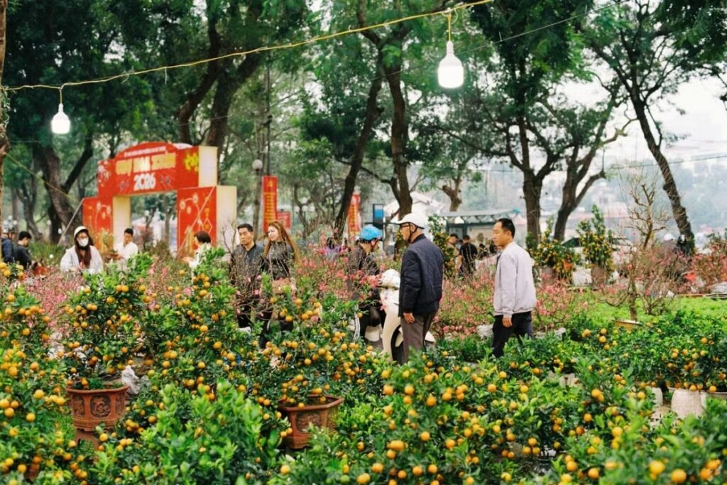 Peach blossoms at a Hanoi flower market before Tet