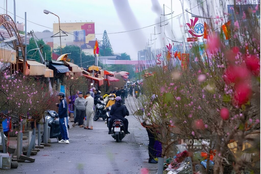 Hanoi Tet flower market with peach blossoms and kumquat trees