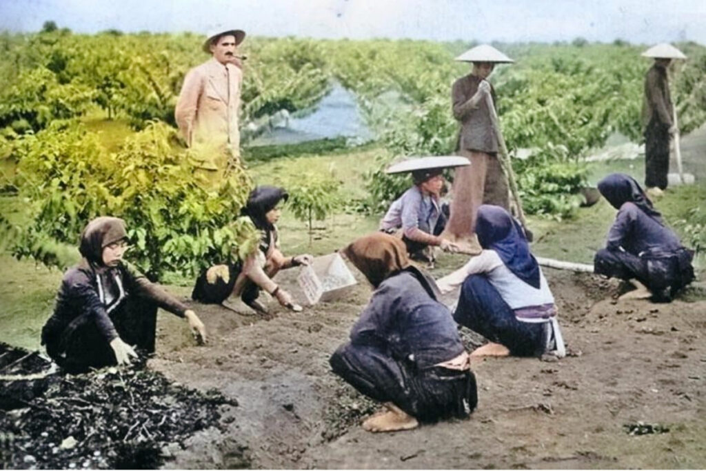 Historical coffee plantation in Vietnam's highlands