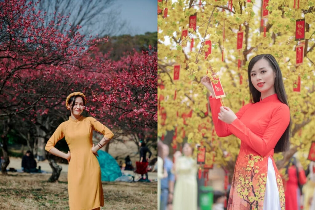 Peach blossoms and yellow mai flowers during Tet in Vietnam