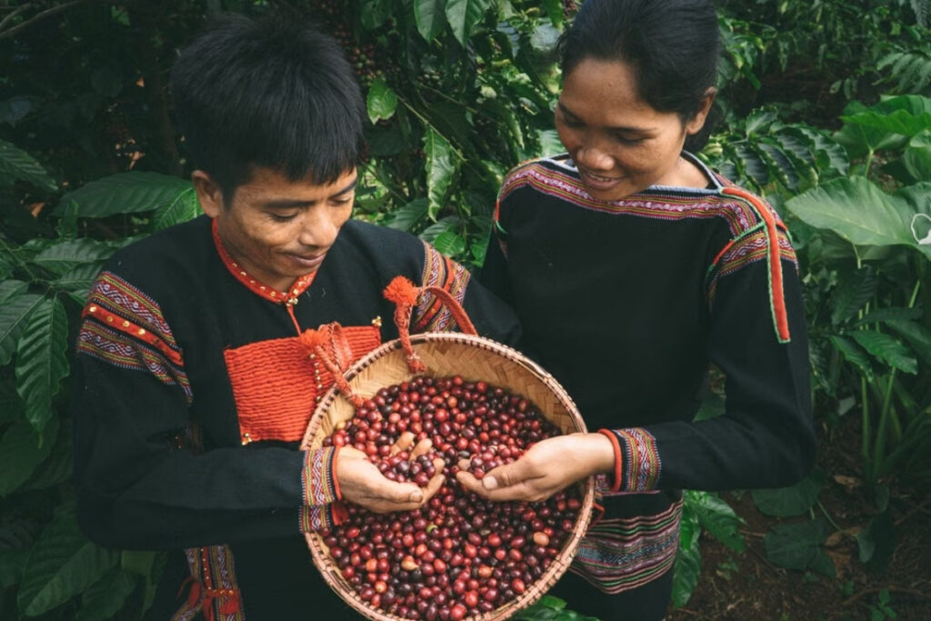 Vietnamese coffee farmer harvesting coffee cherries in the Central Highlands
