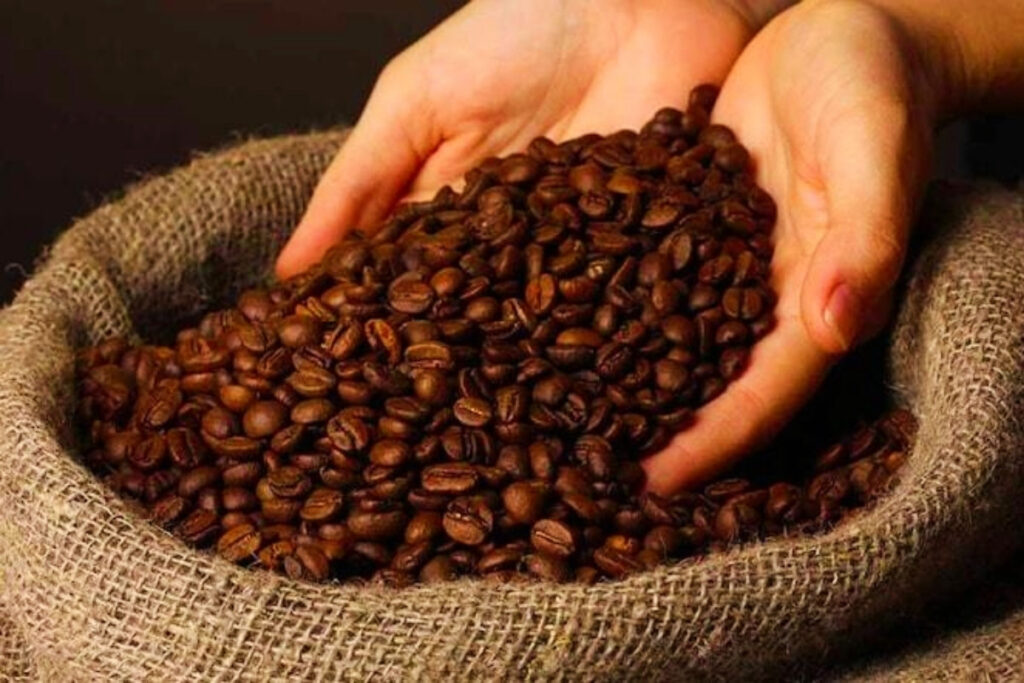 Vietnamese Robusta coffee beans from the Central Highlands